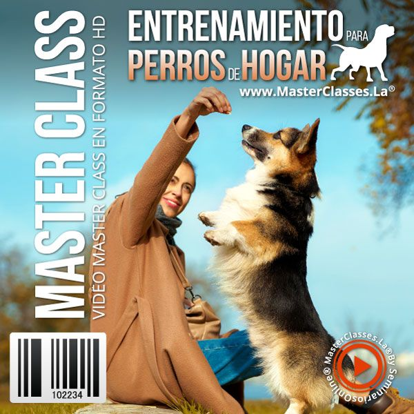 ENTRENAMIENTO PARA PERROS DE HOGAR