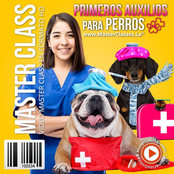 PRIMEROS AUXILIOS PARA PERROS