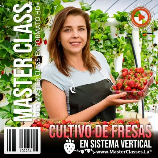 [1307636] CULTIVO DE FRESAS EN SISTEMA VERTICAL